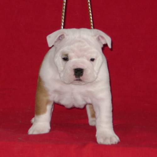 chiots bulldogs anglais